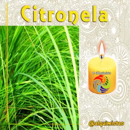 Vela de 3 Dias de Citronela