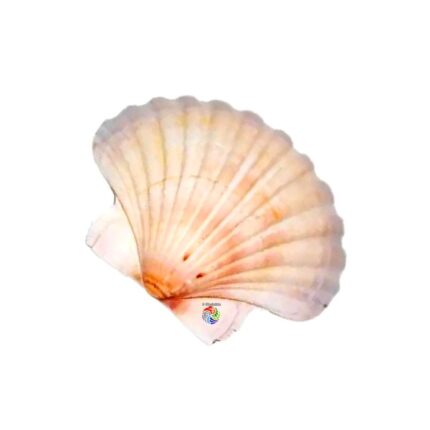 Concha Shell Batismo Super