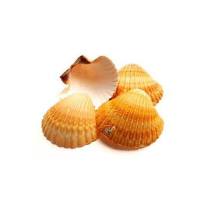Concha Shell Pequena