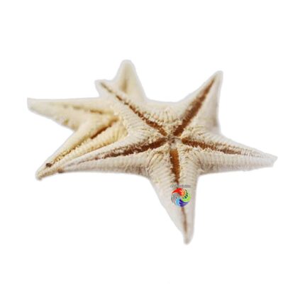 Estrela do Mar