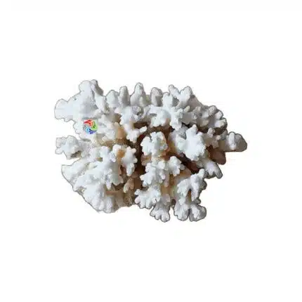 Coral Branco Natural