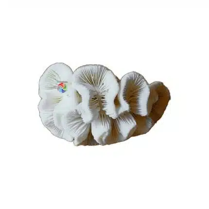 Coral Cérebro