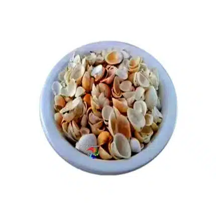 Conchas Pequenas - Unidade