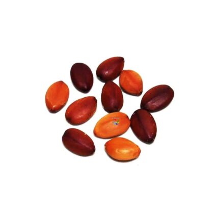 Fava da União