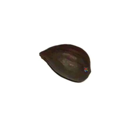 Fava Garra de Exu