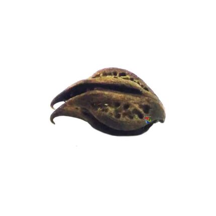 Fava Garra de Pomba Gira