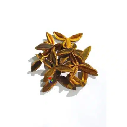 Fava da Fortuna
