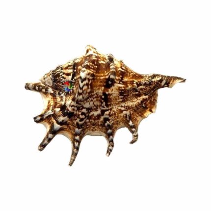 Concha Aranha de Orelha