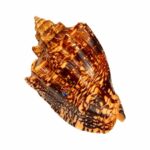 Concha Búzio Adjé Voluta Gigante